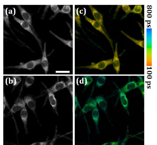 深圳先进院研制出近红外二区荧光寿命成像系统 细胞技术研发和应用